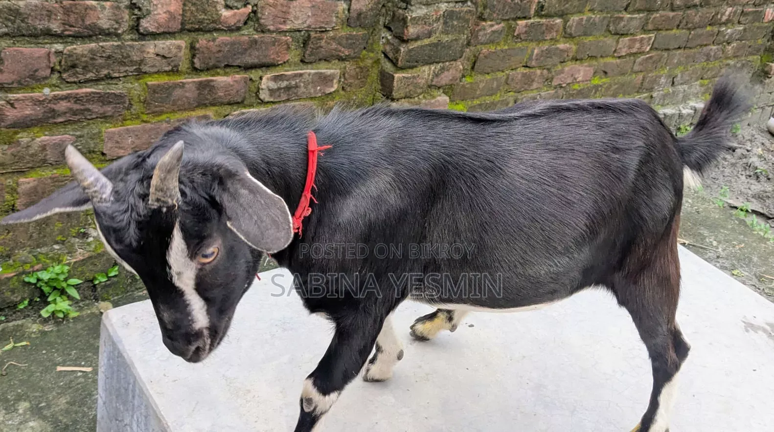 কুরবানীর উপযোগী দুই দাঁতের খাসি ছাগল।