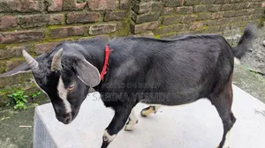 কুরবানীর উপযোগী দুই দাঁতের খাসি ছাগল।