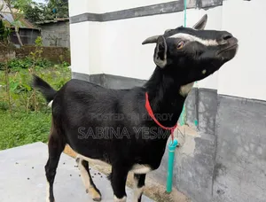 কুরবানীর উপযোগী দুই দাঁতের খাসি ছাগল।