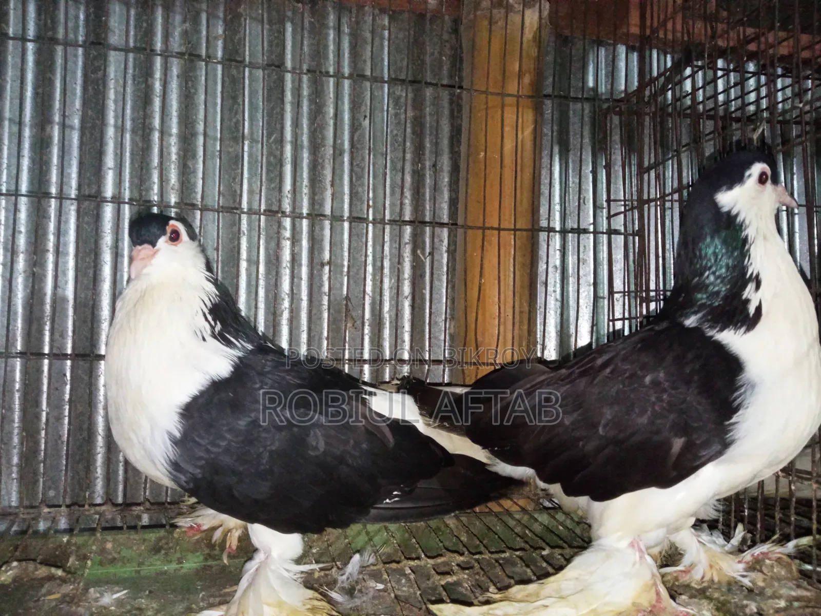 Lahori Shiragi Pigeon