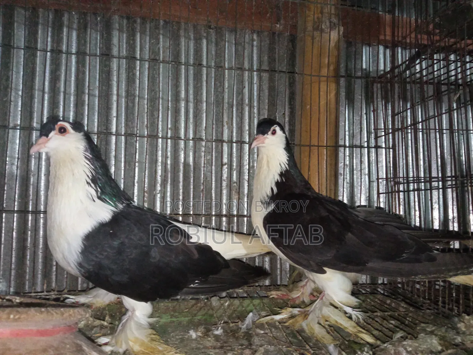 Lahori Shiragi Pigeon