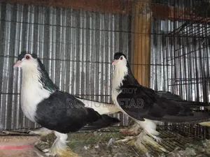 Lahori Shiragi Pigeon