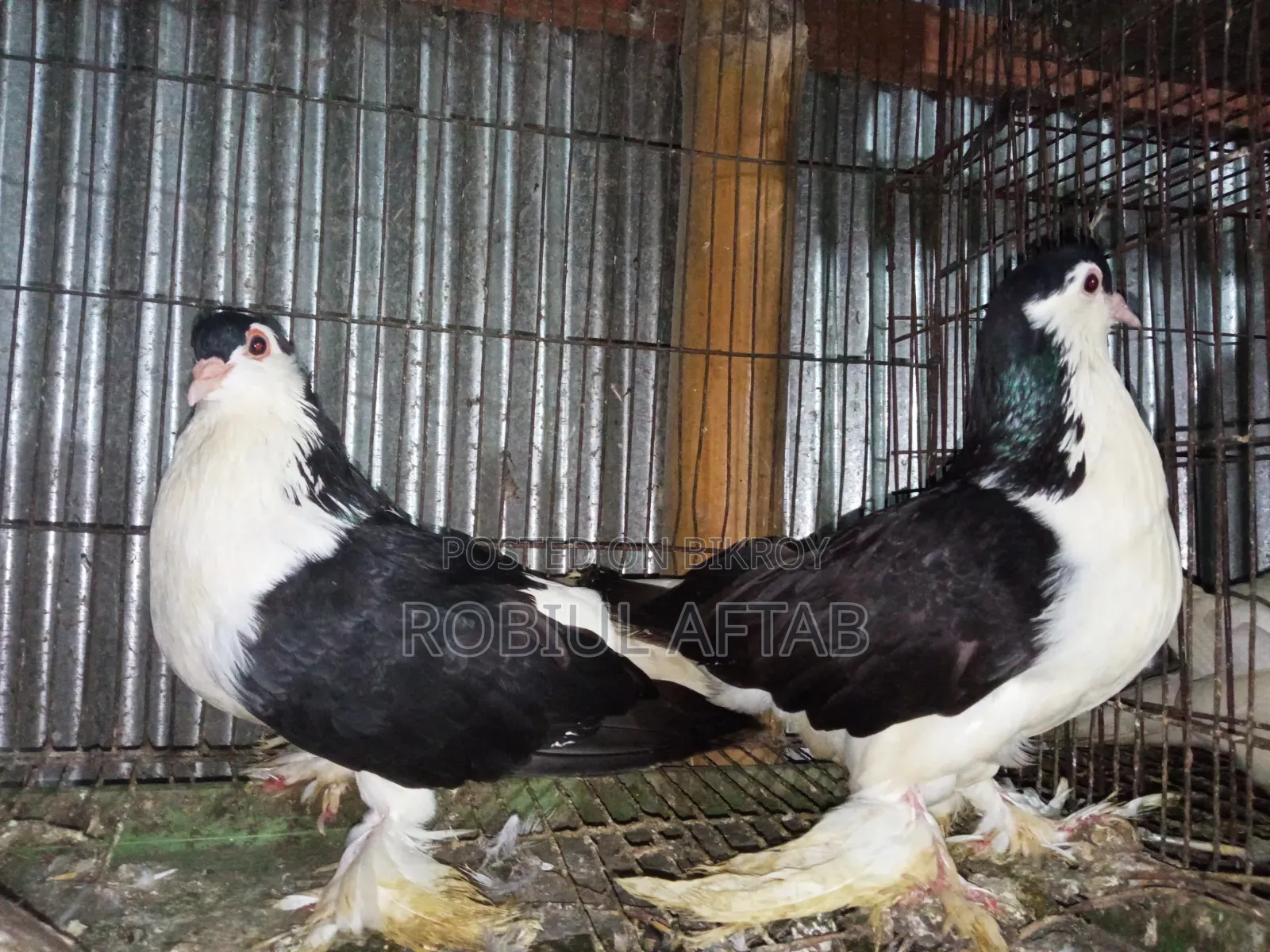 Lahori Shiragi Pigeon