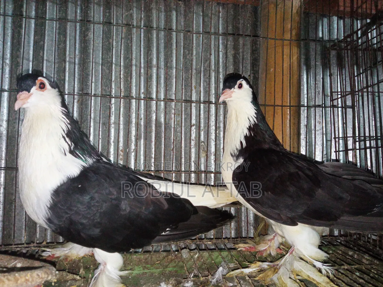 Lahori Shiragi Pigeon