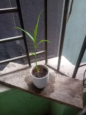 Ginger Seedlings for Sale
