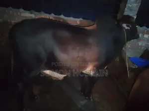 শাহিওয়াল গরু লাইভ ওয়েট ৩৫০ কেজি