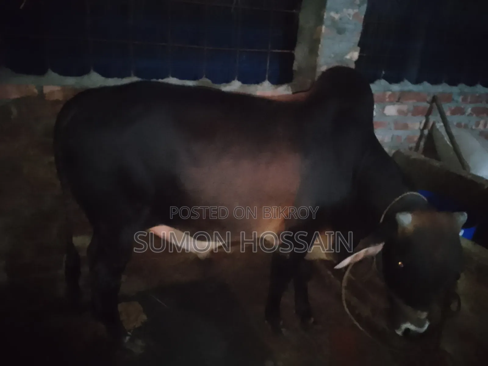 শাহিওয়াল গরু লাইভ ওয়েট ৩৫০ কেজি