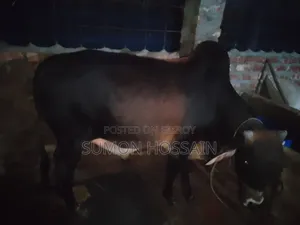 শাহিওয়াল গরু লাইভ ওয়েট ৩৫০ কেজি