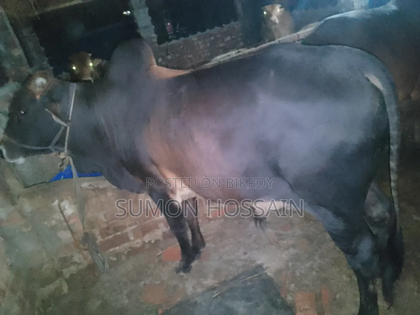 শাহিওয়াল গরু লাইভ ওয়েট ৩৫০ কেজি