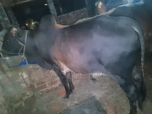 শাহিওয়াল গরু লাইভ ওয়েট ৩৫০ কেজি