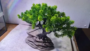Aquarium Plants