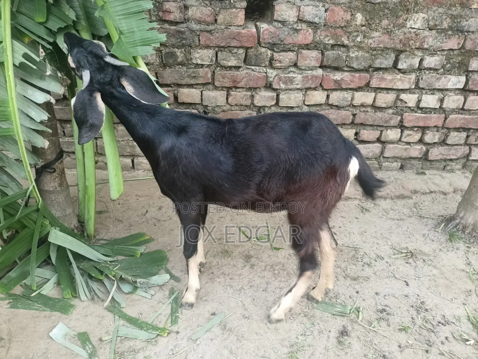 পাঠি ছাগল বিক্রি হবে