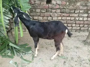 পাঠি ছাগল বিক্রি হবে