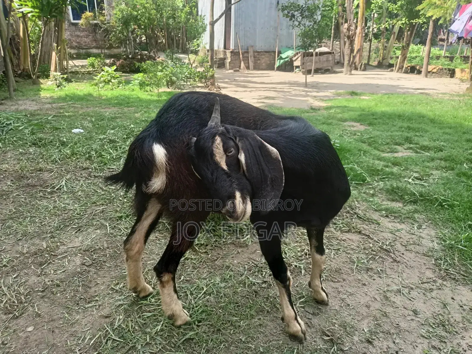 পাঠি ছাগল বিক্রি হবে