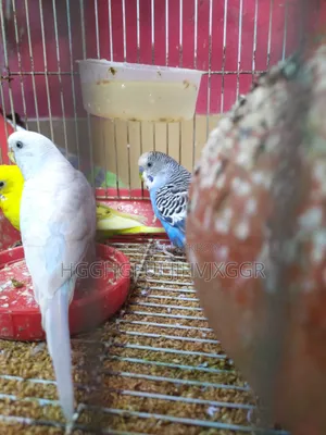 3 Pis Male Budgie Ofar Cholcha