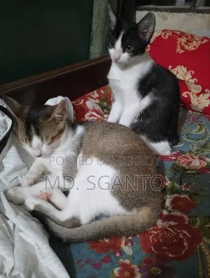 ১-৩ মাসের মহিলা বিশুদ্ধ জাতের বেঙ্গল