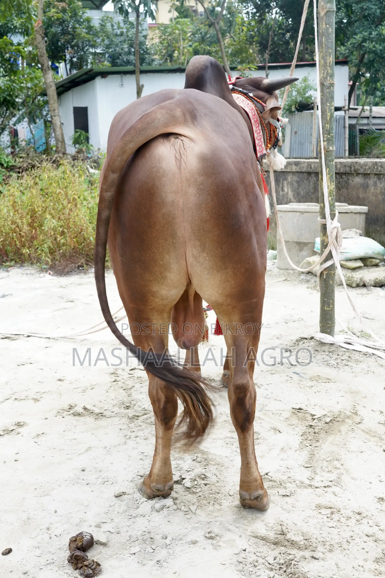 লাল সিন্ধি ষাঁড়