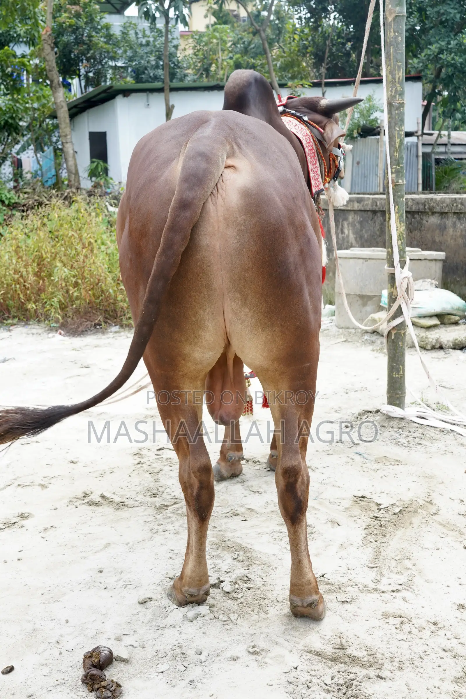 লাল সিন্ধি ষাঁড়