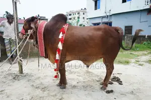 লাল সিন্ধি ষাঁড়
