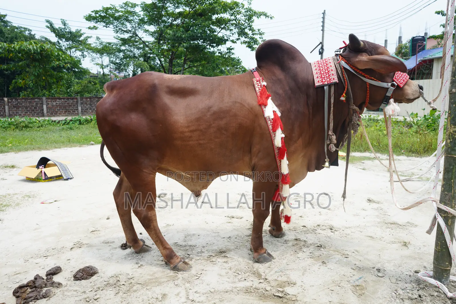 লাল সিন্ধি ষাঁড়