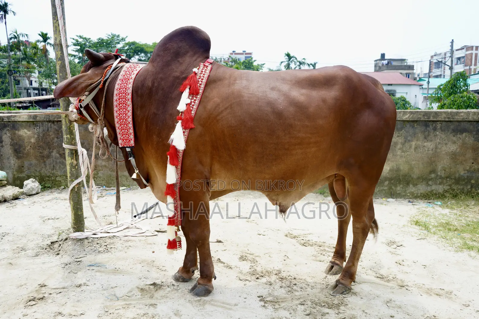 লাল সিন্ধি ষাঁড়