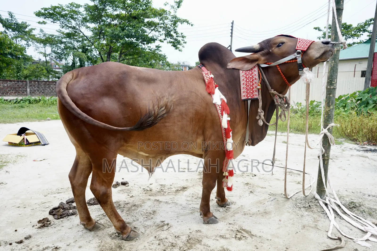 লাল সিন্ধি ষাঁড়