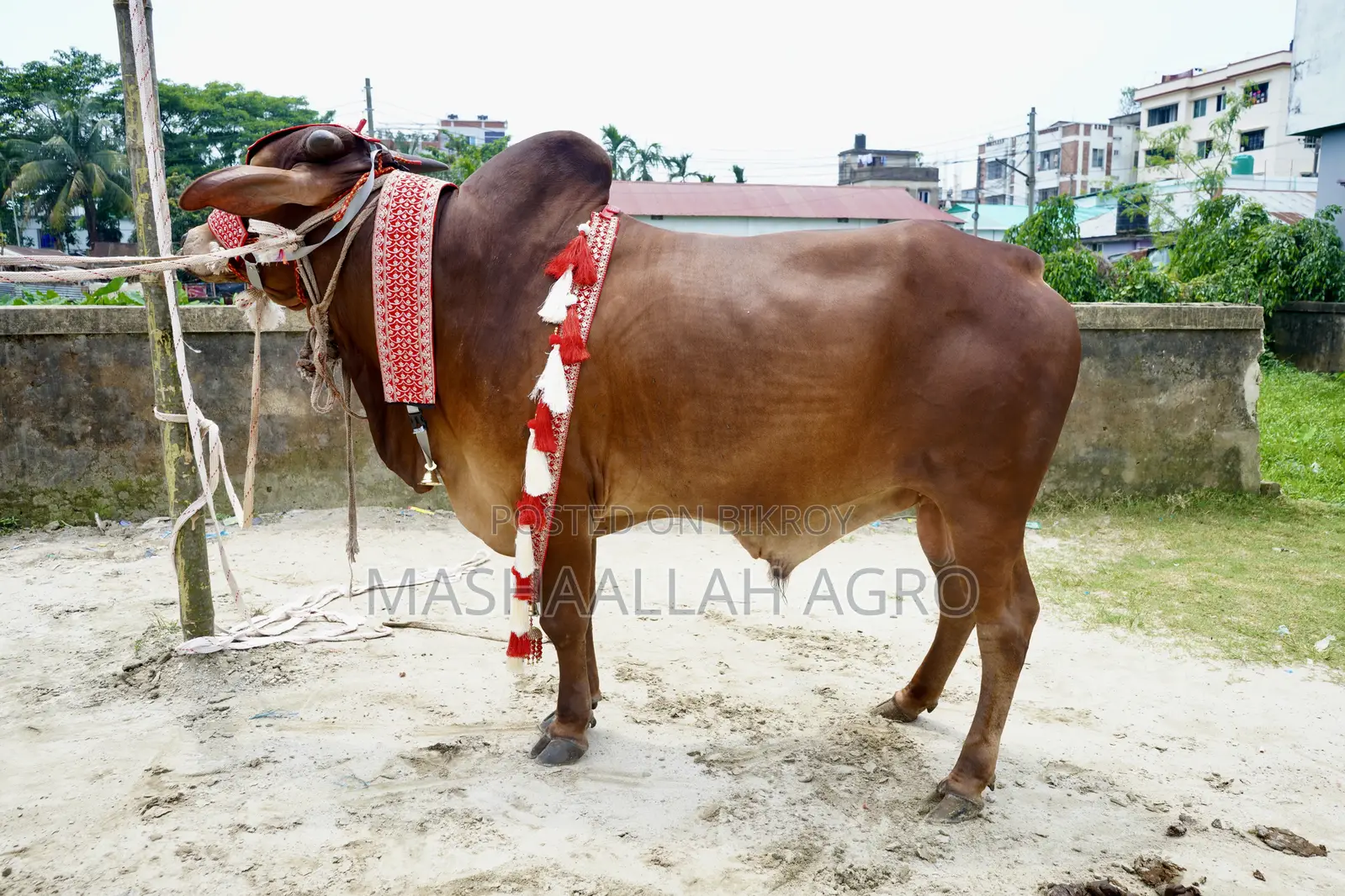লাল সিন্ধি ষাঁড়