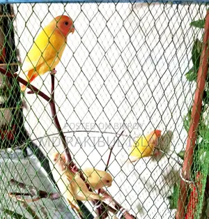 টেম করা লাভ বার্ড