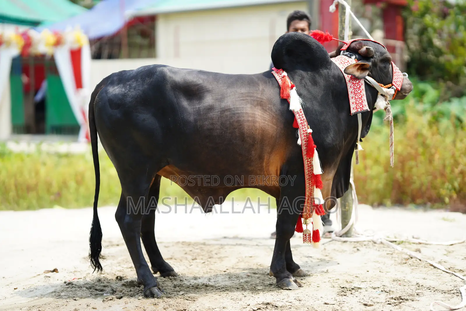 Black Gyr Bull