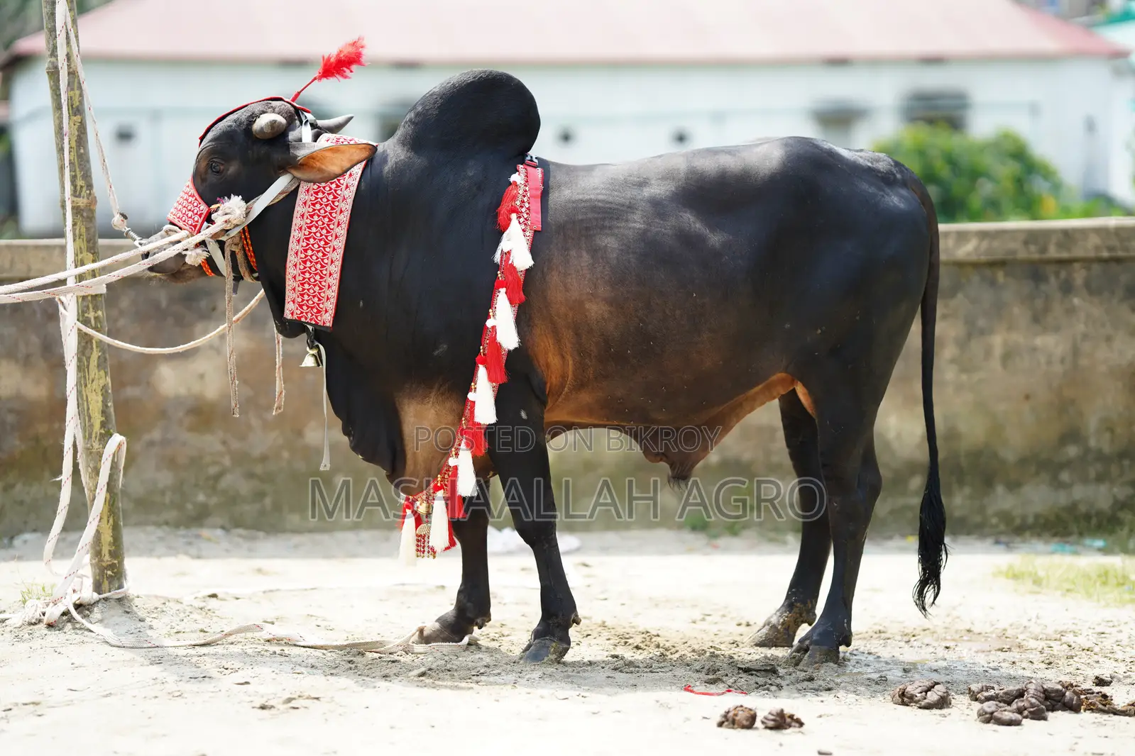 Black Gyr Bull