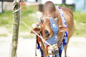 Shahiwal Bull