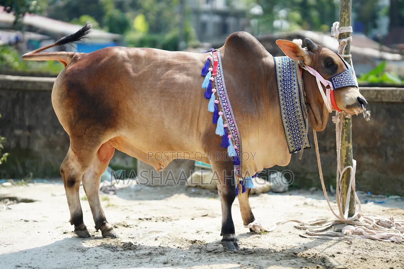 Shahiwal Bull