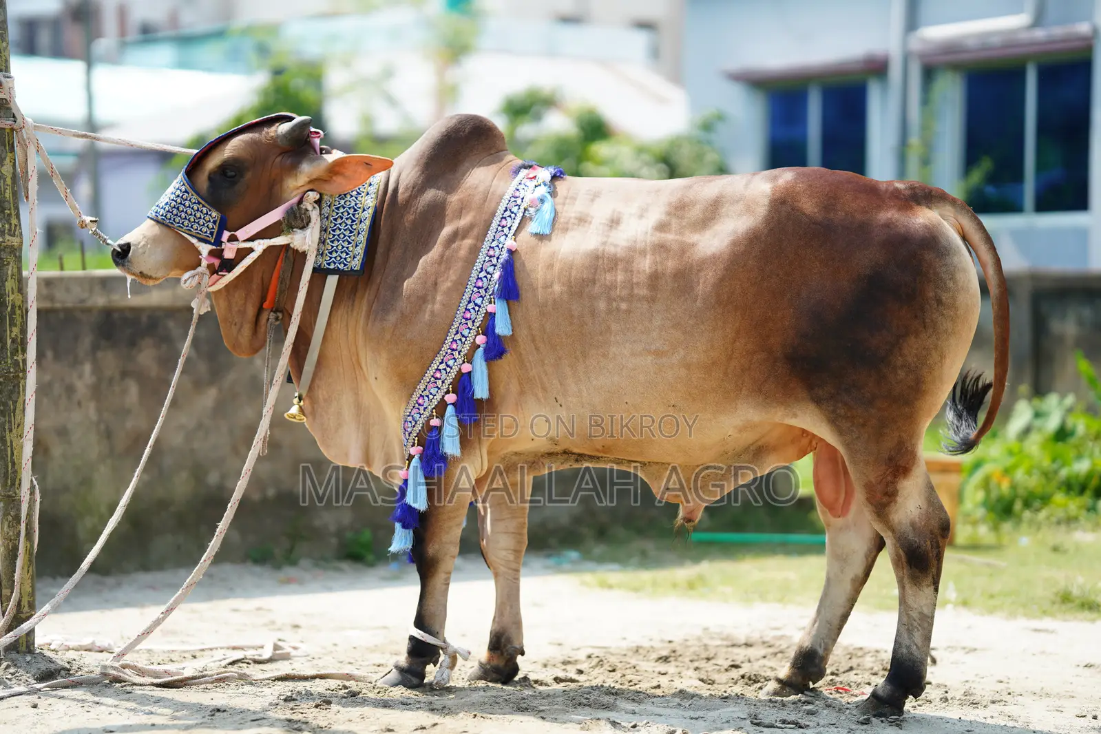 Shahiwal Bull
