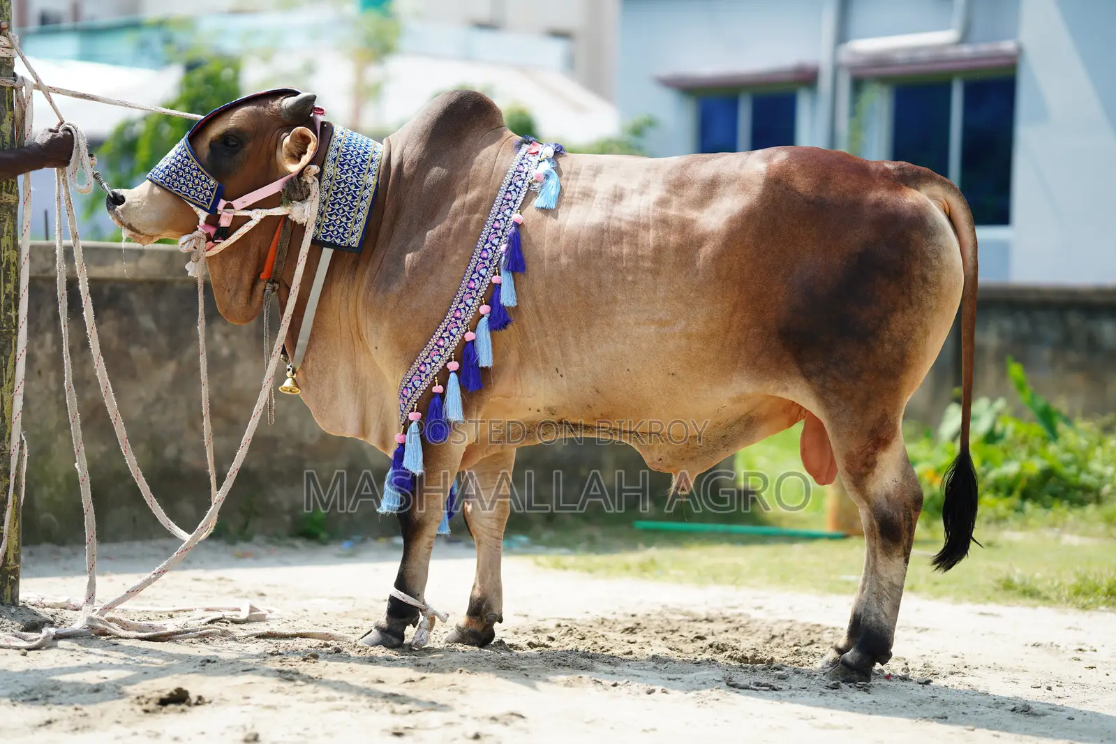 Shahiwal Bull