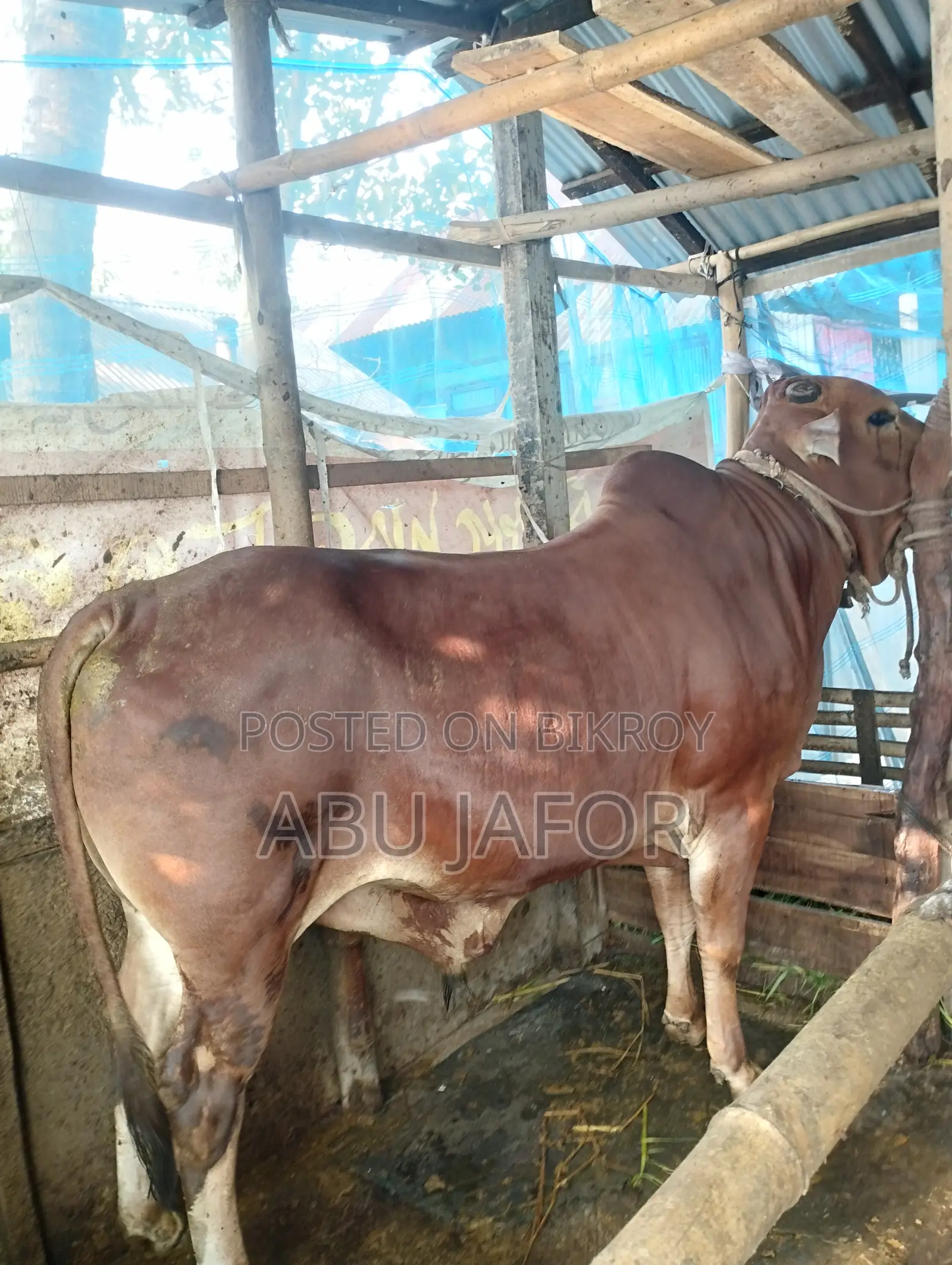 জাত: শাহিওয়াল (Sahiwal )