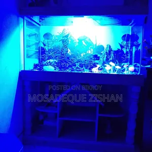 Aquarium With Decoration Item