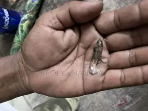 আপার মুন বেটা ফিশ
