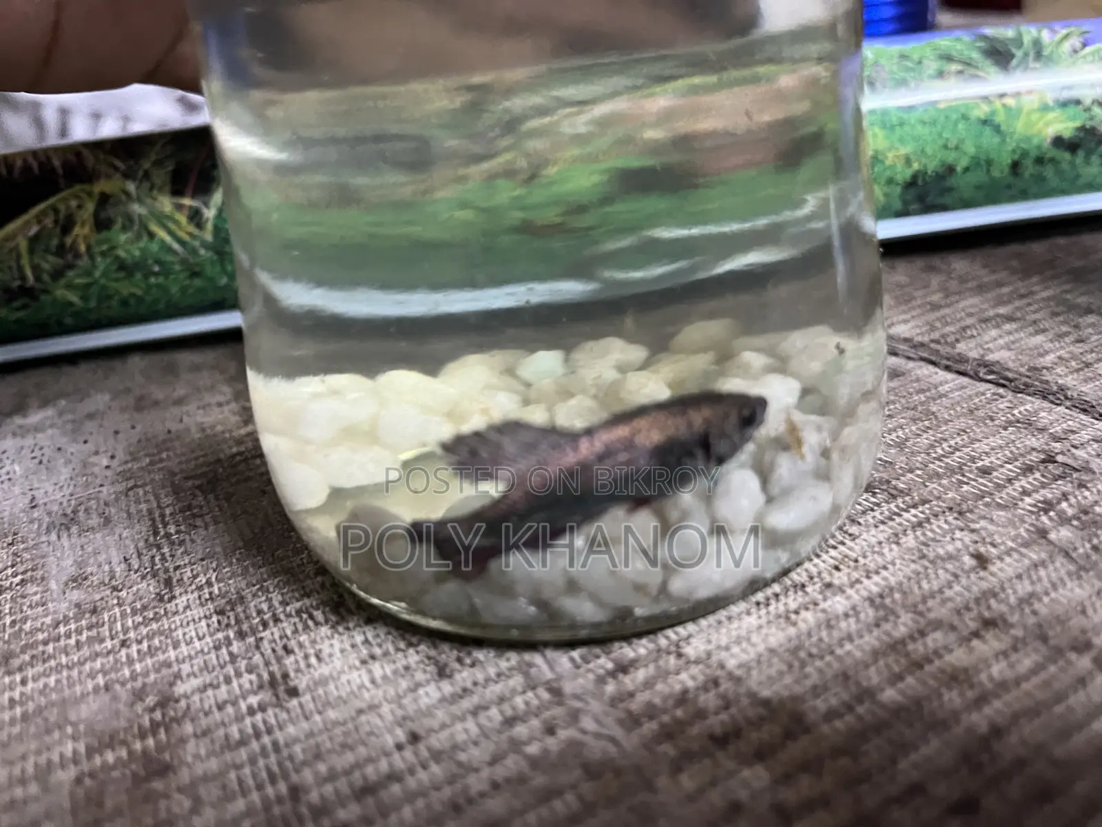 আপার মুন বেটা ফিশ