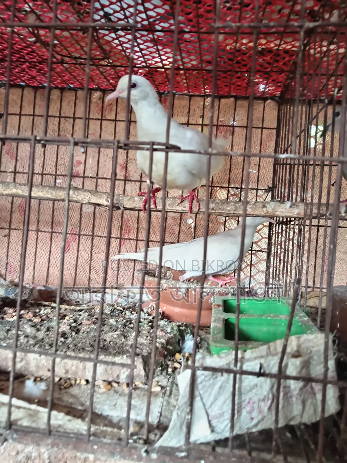 কিছু রানিং ঘুঘু পাখি বিক্রি হবে