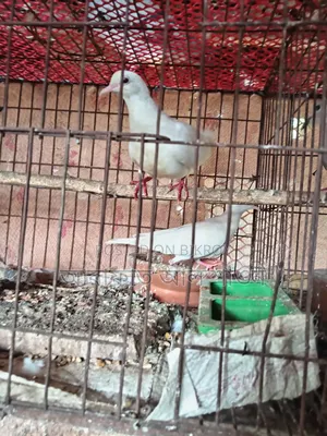 কিছু রানিং ঘুঘু পাখি বিক্রি হবে