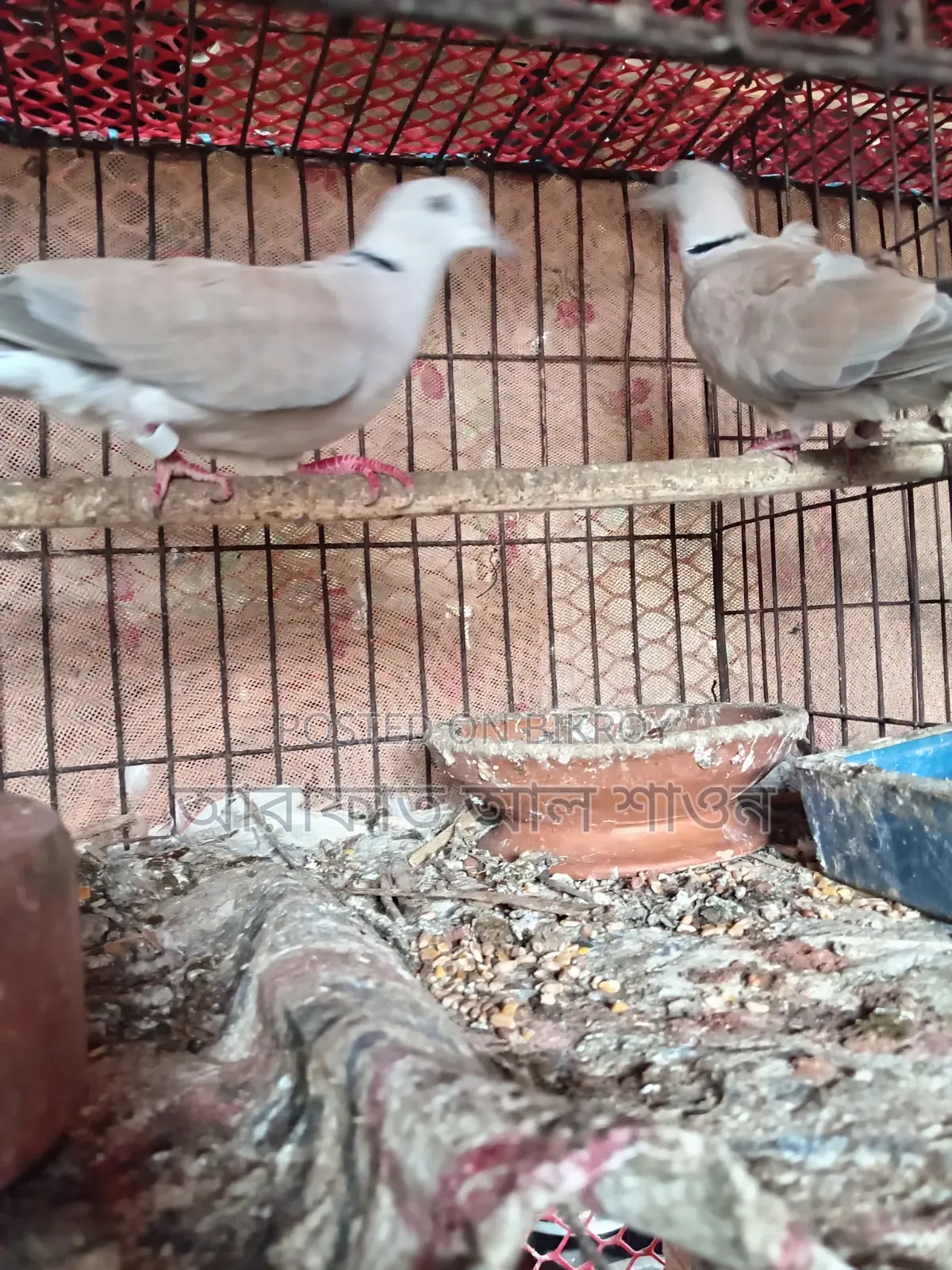কিছু রানিং ঘুঘু পাখি বিক্রি হবে