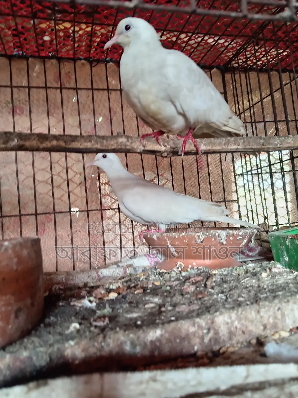 কিছু রানিং ঘুঘু পাখি বিক্রি হবে
