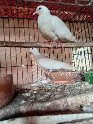 কিছু রানিং ঘুঘু পাখি বিক্রি হবে