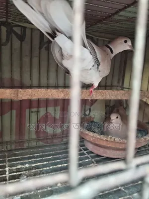 কিছু রানিং ঘুঘু পাখি বিক্রি হবে