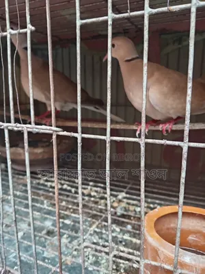 কিছু রানিং ঘুঘু পাখি বিক্রি হবে