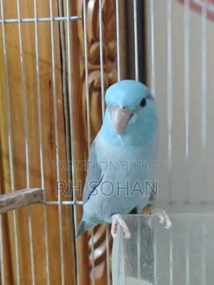 Forpus Bird / Love Bird