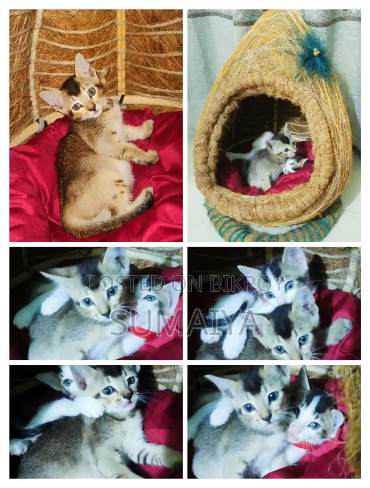 বিড়ালের ঘর বিক্রির জন্য