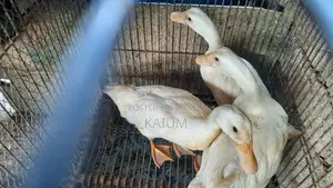 Beijing Duck