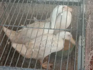 Beijing Duck