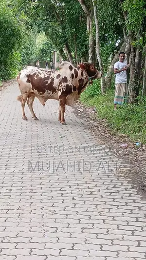 কুরবানির ষাঁড়